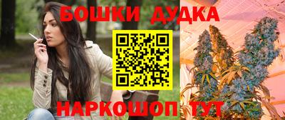 сатива Гай